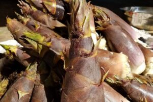 Health_benefits_bamboo_shoots-fe - Daily Health Tips: Simple Tricks for a Healthier Life Bamboo Shoots
