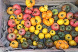 heirloom-tomatoes-at-the-farm-at - Daily Health Tips: Simple Tricks for a Healthier Life heirloom