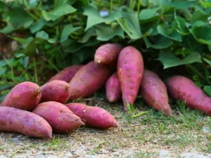sweet-potatoes-farming-in-kenya - Daily Health Tips: Simple Tricks for a Healthier Life Yams and Sweet Potatoes