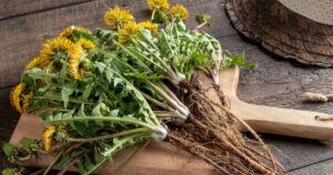 itU0zKJ1QOuRKjczK7zn - Daily Health Tips: Simple Tricks for a Healthier Life Dandelion Greens