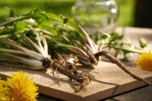 fresh-dandelion-roots-leaves-flo - Daily Health Tips: Simple Tricks for a Healthier Life Dandelion Root