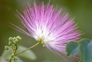 mimosa-albizia-julibrissin-alter - Daily Health Tips: Simple Tricks for a Healthier Life Tepezcohuite