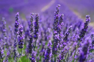 Lavender - Daily Health Tips: Simple Tricks for a Healthier Life Linalool